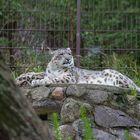 Snow Leopard