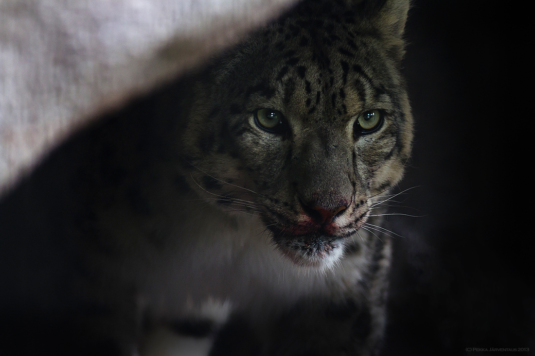 Snow Leopard