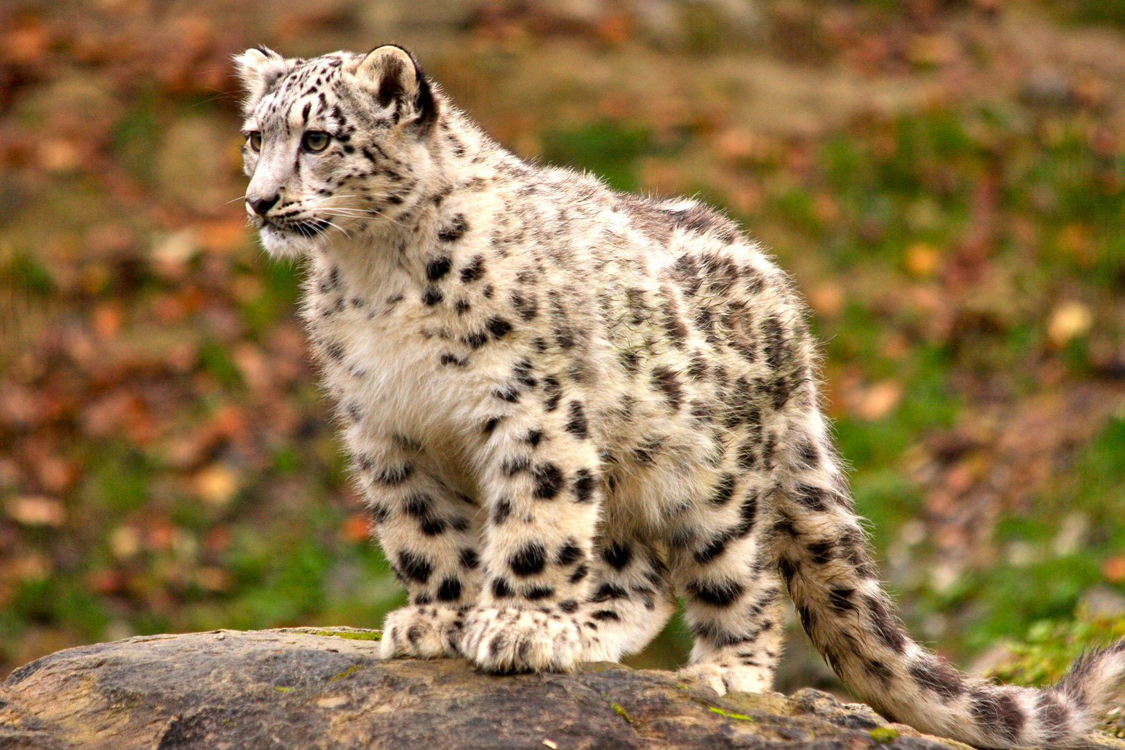 Snow Leopard