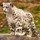 Snow Leopard