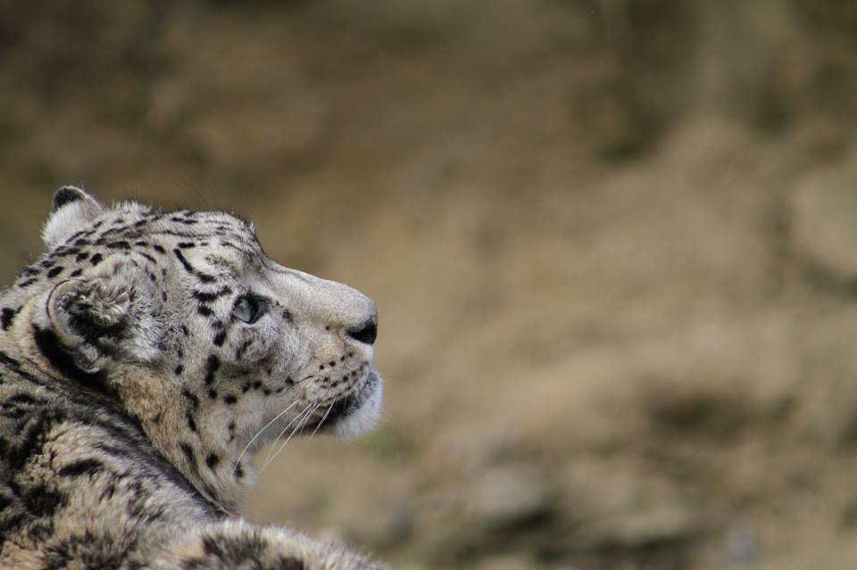 Snow leopard