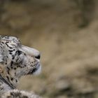 Snow leopard