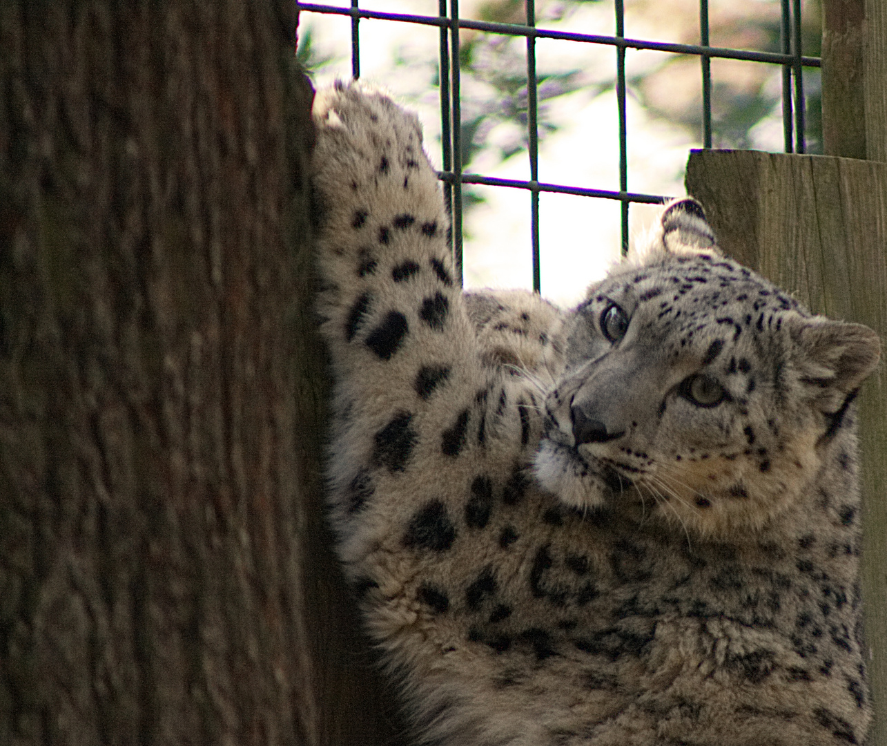 Snow Leopard