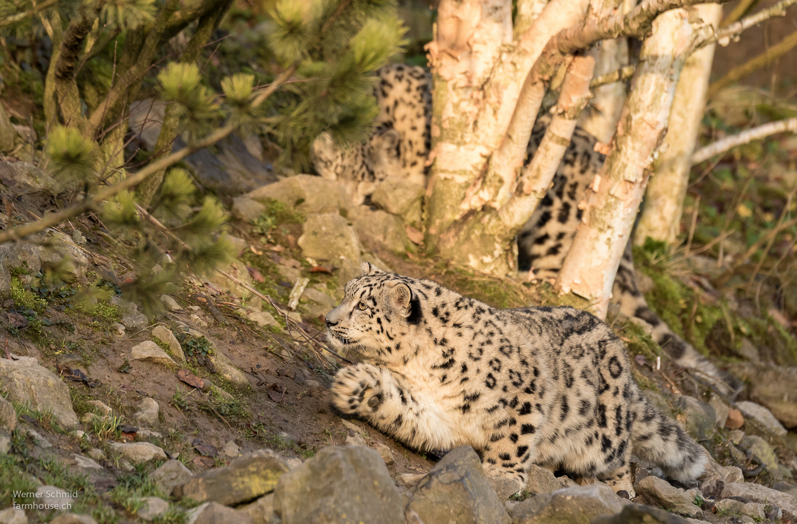 Snow-Leopard