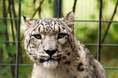 [snow leopard]