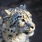 Snow Leopard