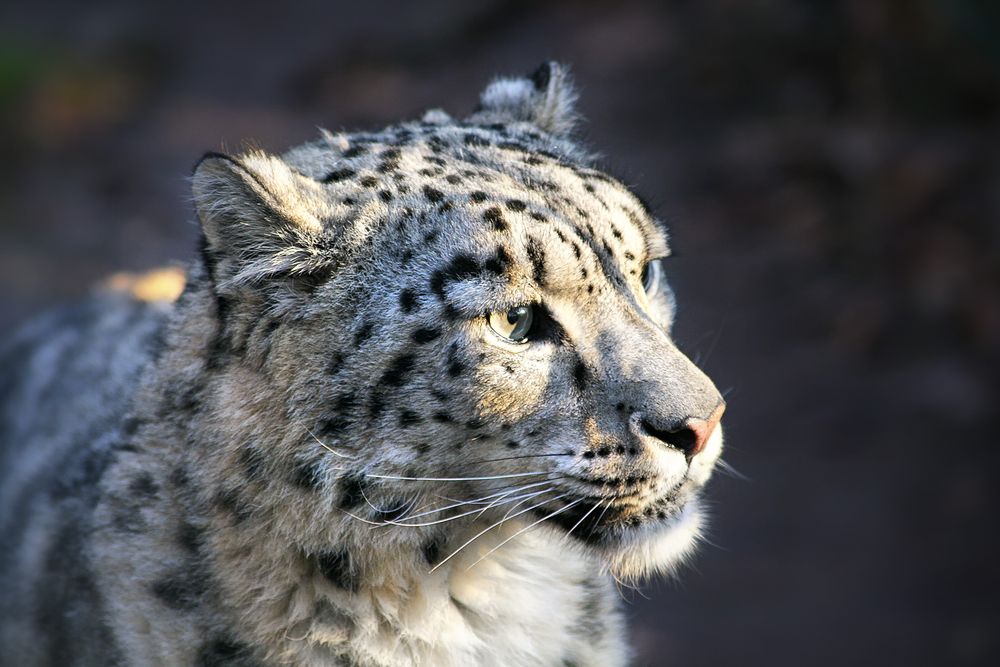 Snow Leopard von Til Schröder 