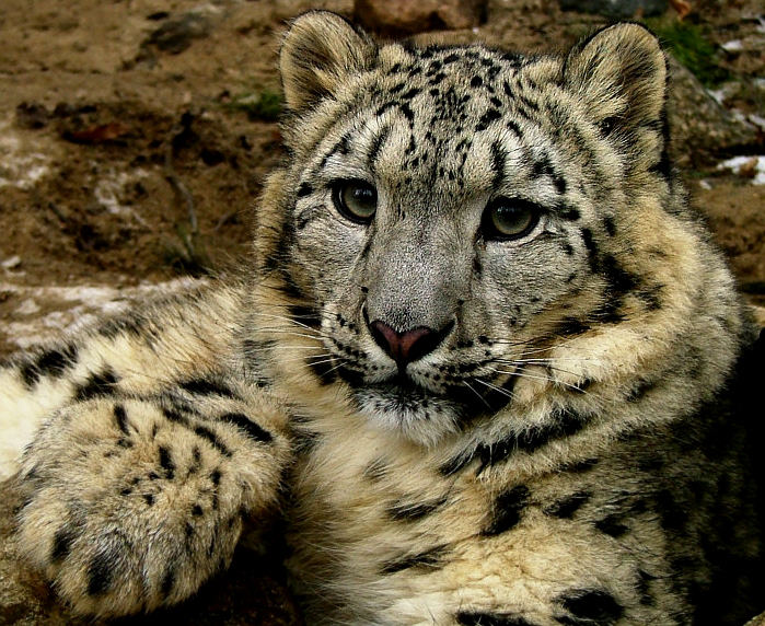 Snow leopard