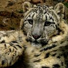 Snow leopard