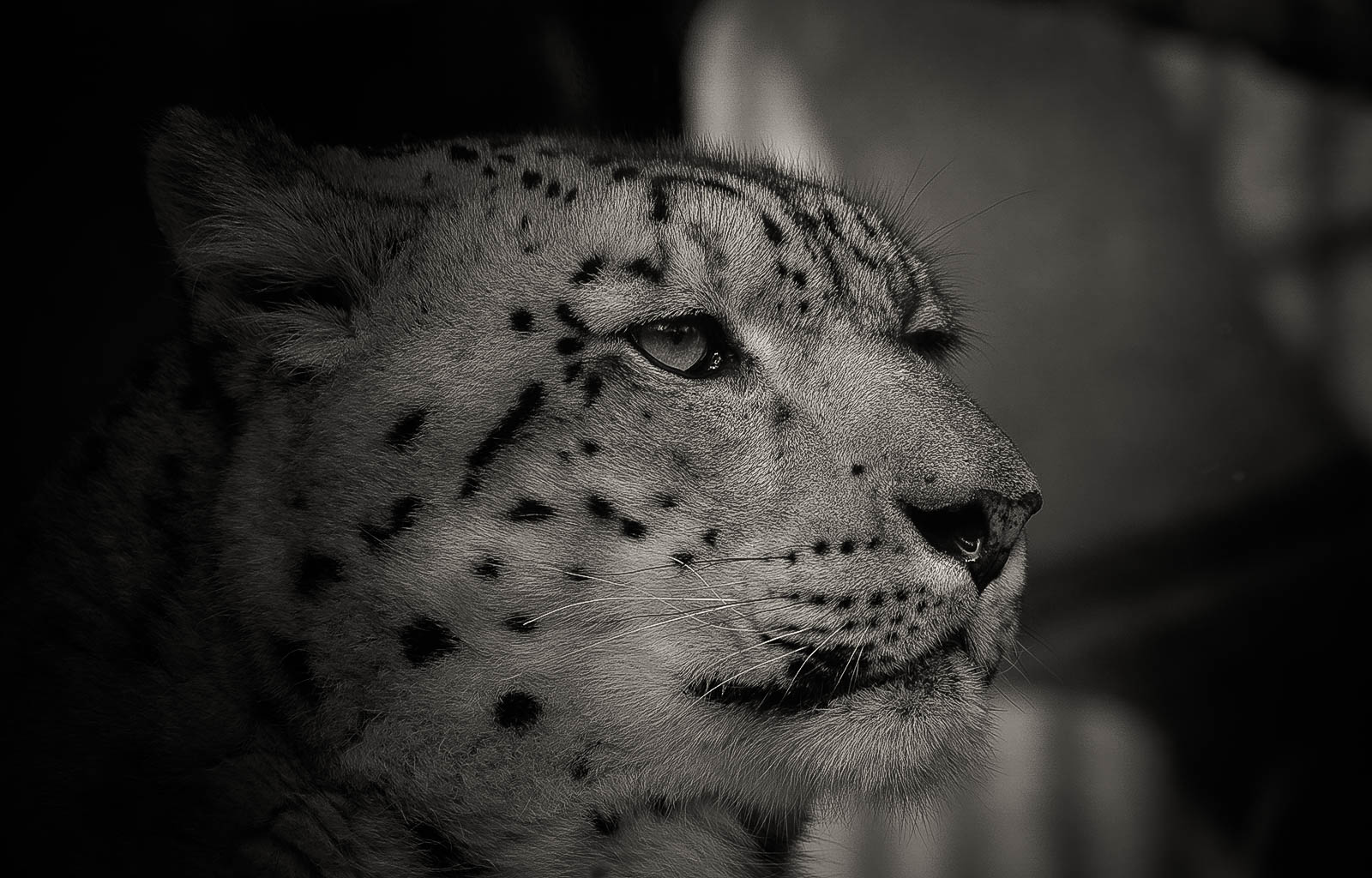 Snow leopard - BW