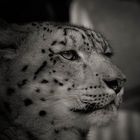 Snow leopard - BW