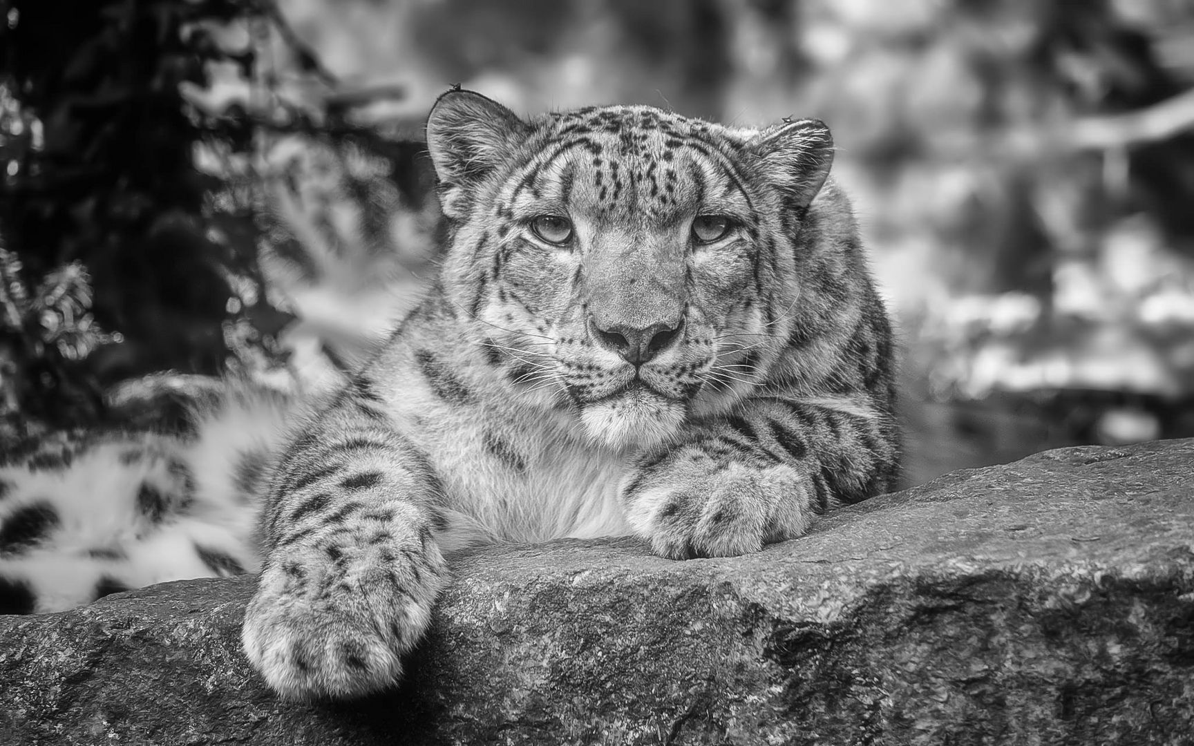 Snow leopard - BW