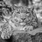 Snow leopard - BW