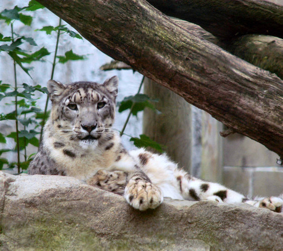 Snow Leopard