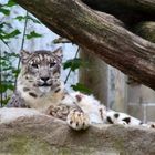 Snow Leopard