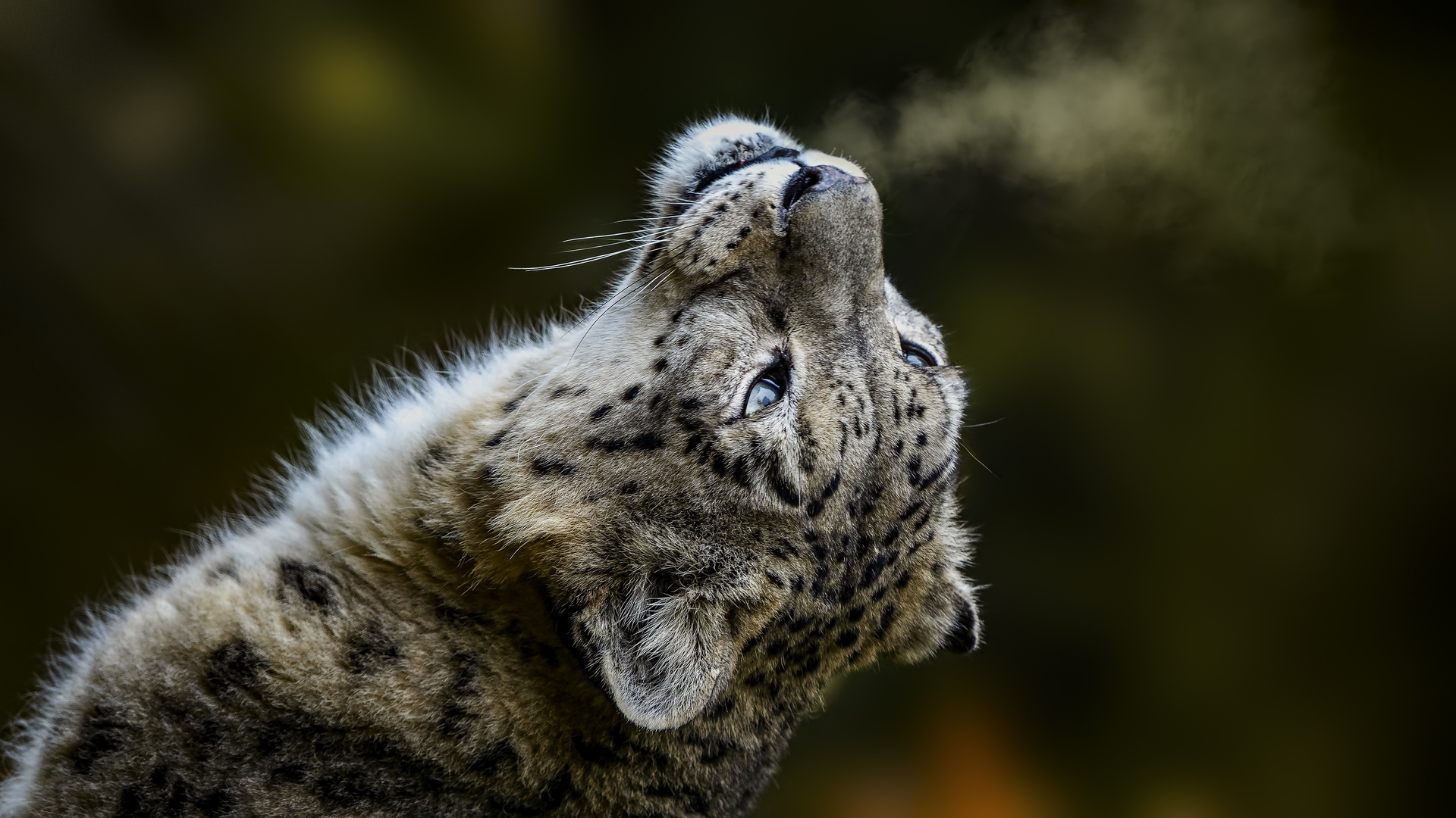 Snow Leopard