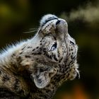 Snow Leopard