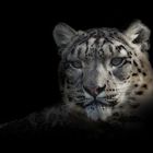 Snow leopard - CLK