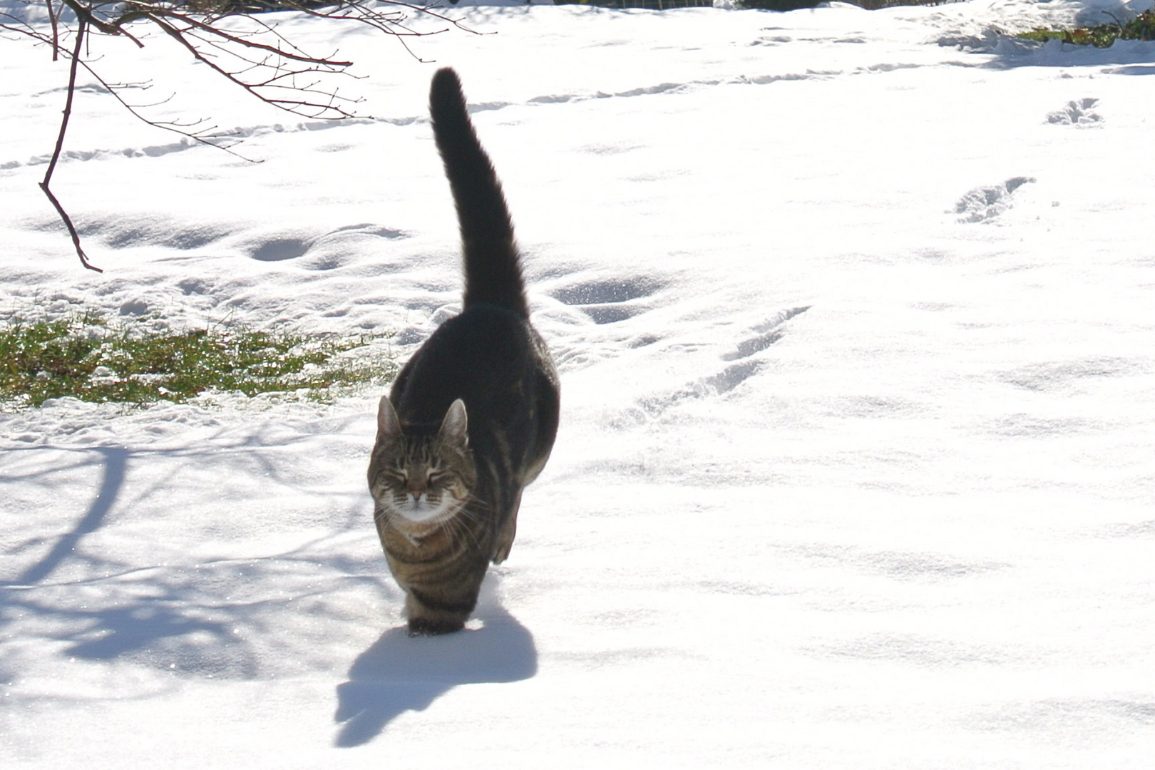 Snow Leopard