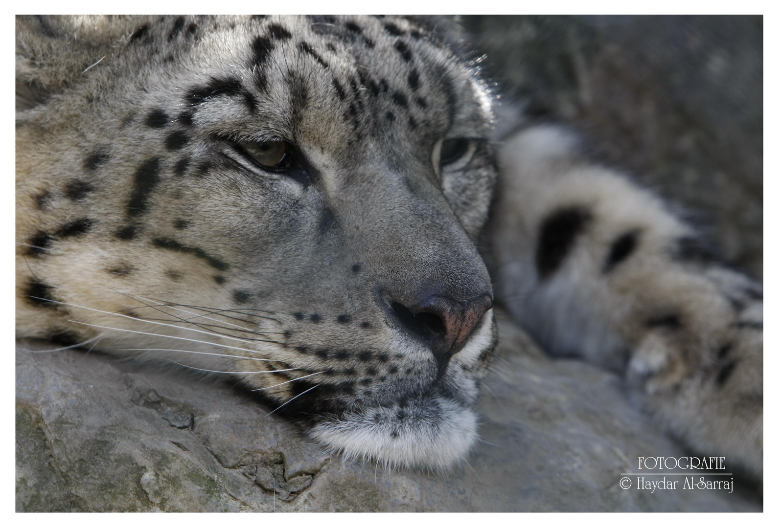 Snow Leopard