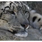 Snow Leopard