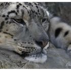 Snow Leopard