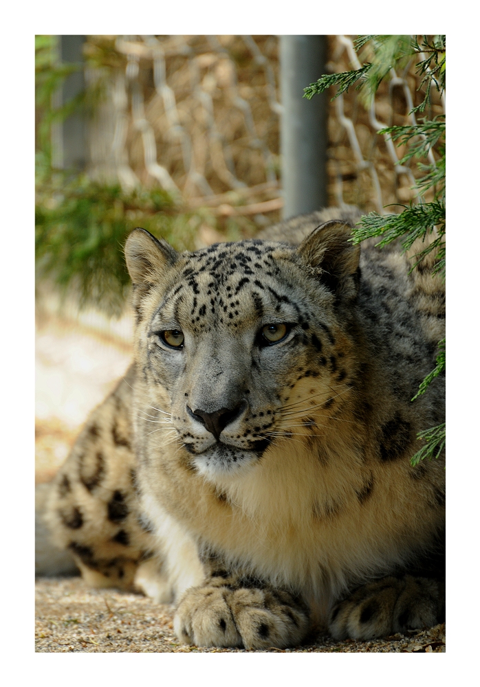 -- snow leopard --