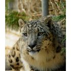 -- snow leopard --