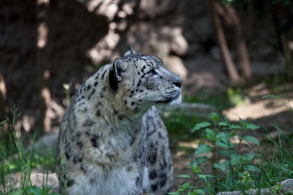 Snow Leopard