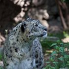 Snow Leopard