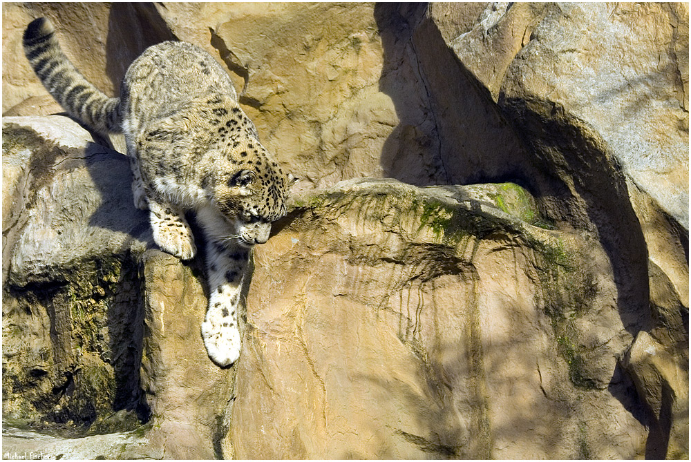 [snow leopard II]