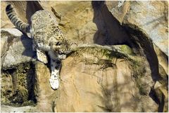 [snow leopard II]