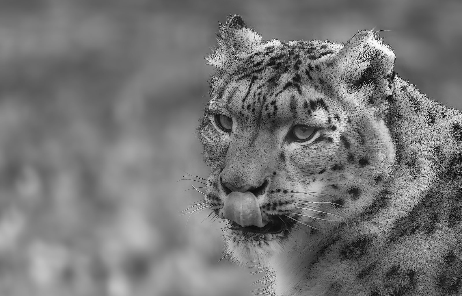 Snow leopard portrait - BW