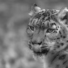 Snow leopard portrait - BW