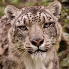 Snow Lepard