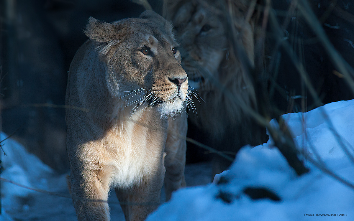 Snow lions