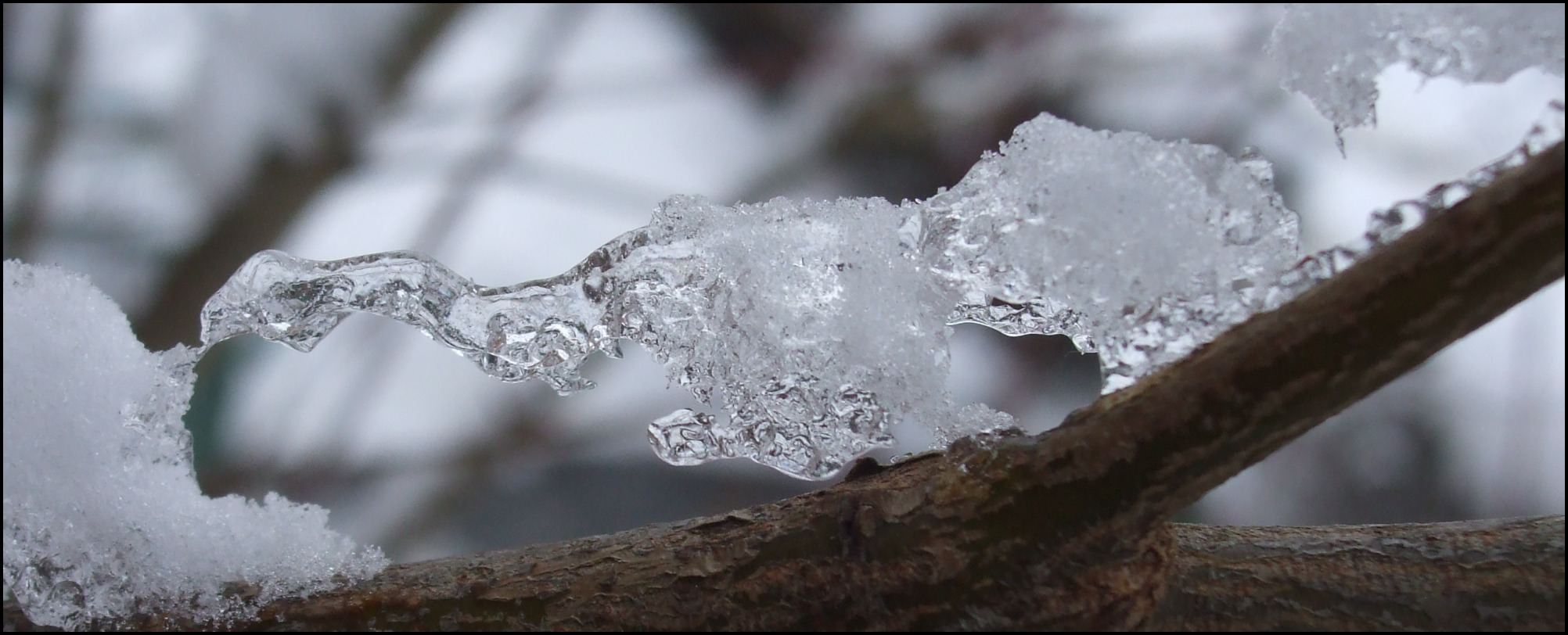 snow meets branch.