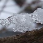 snow meets branch.