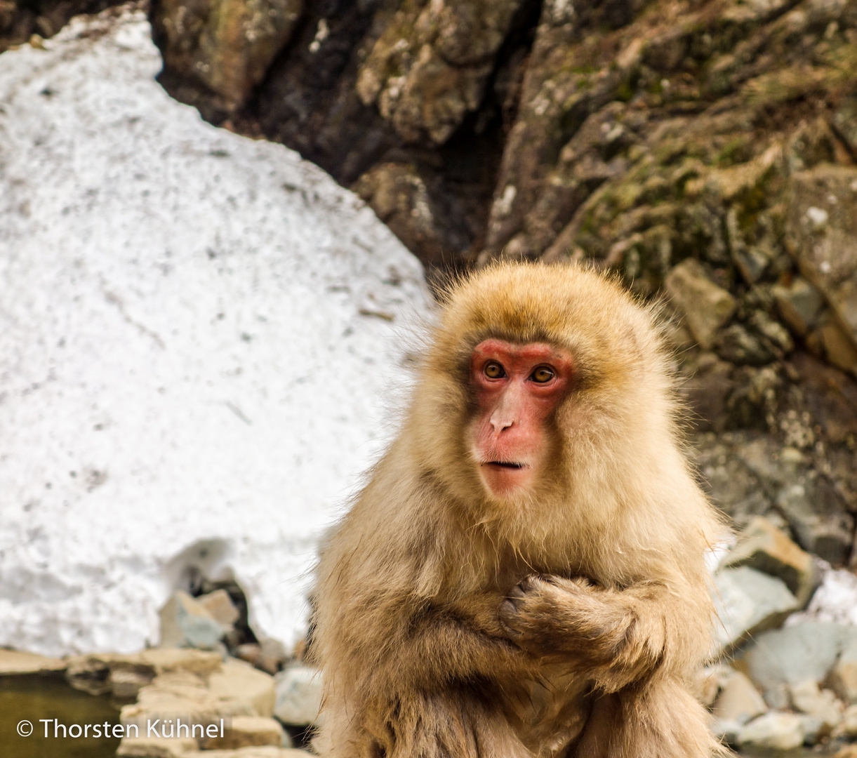 Snow Monkey - 2