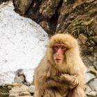 Snow Monkey - 2