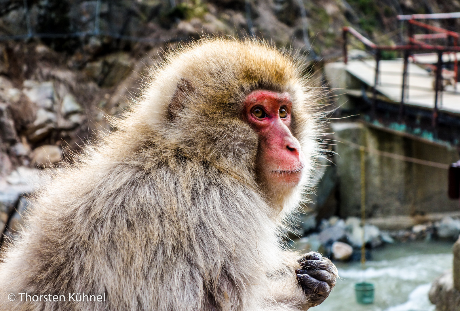 Snow Monkey