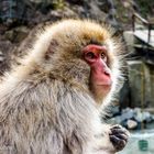 Snow Monkey