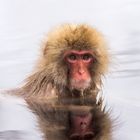 Snow Monkey chillt im warmen Wasser