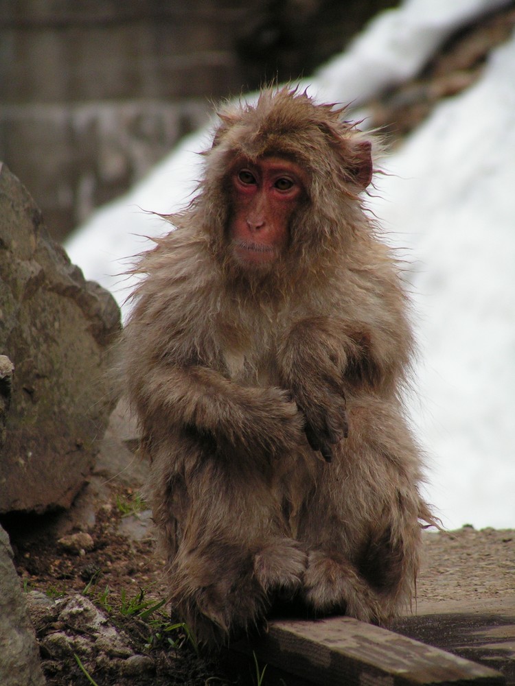 Snow Monkey