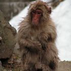 Snow Monkey