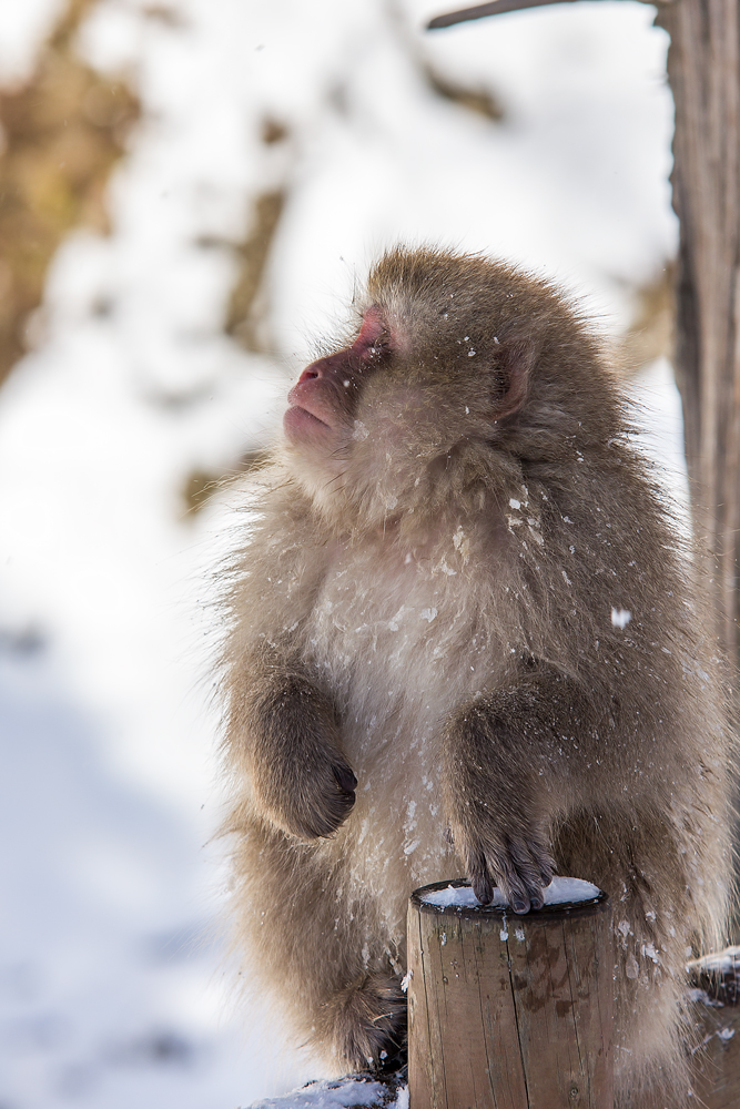 Snow Monkey Portrait