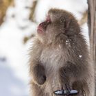 Snow Monkey Portrait