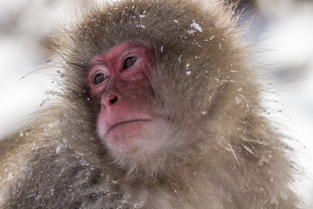 Snow Monkey Portrait