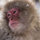 Snow Monkey Portrait