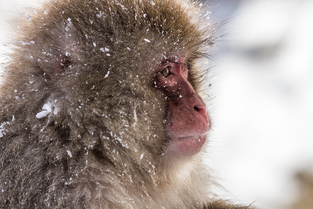 Snow Monkey Portrait